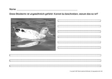 Arbeitsblatt-Stockente-1SW.pdf